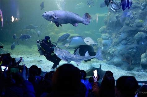 紅心魚的魔咒答案|澎湖水族館 